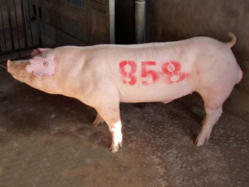 1569728712741223.jpg 9431277800.jpg